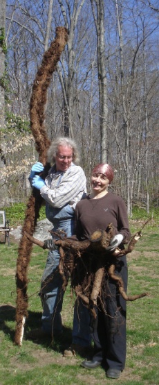 William Bartlett and Cynthia Campbell with large poison ivy vines pulled from a tree
